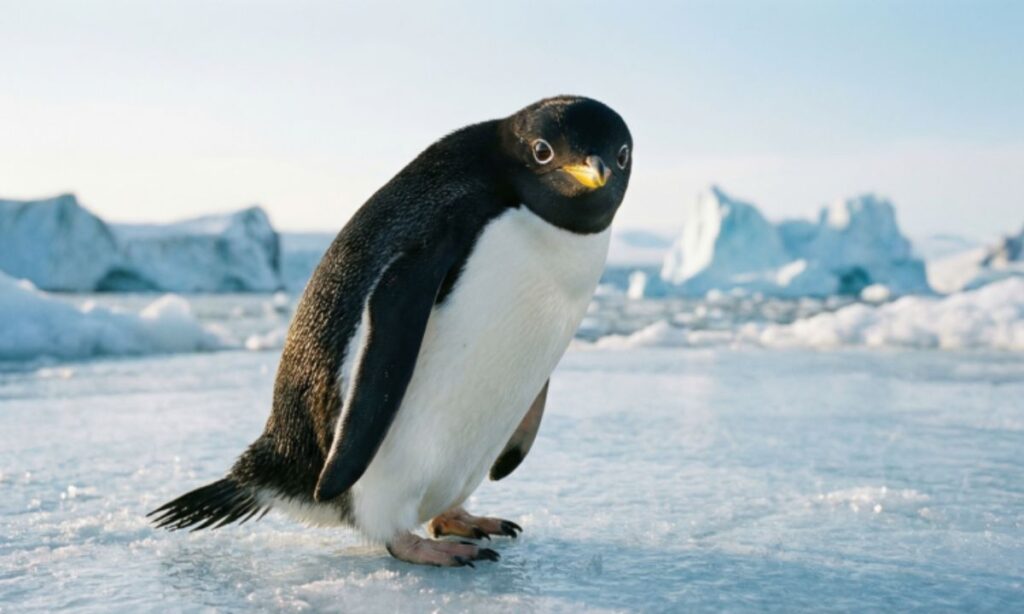 good-names-for-penguin