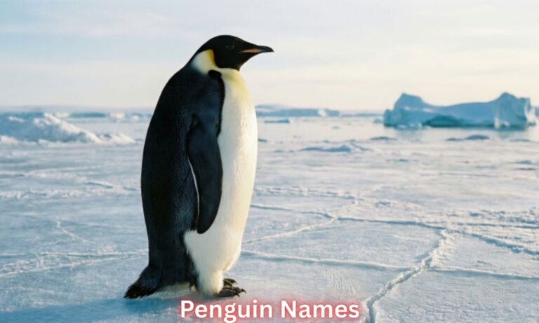 penguin-names